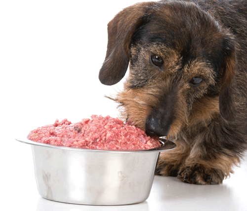 5 Mistakes People Make When Feeding Pets a Raw Food Diet