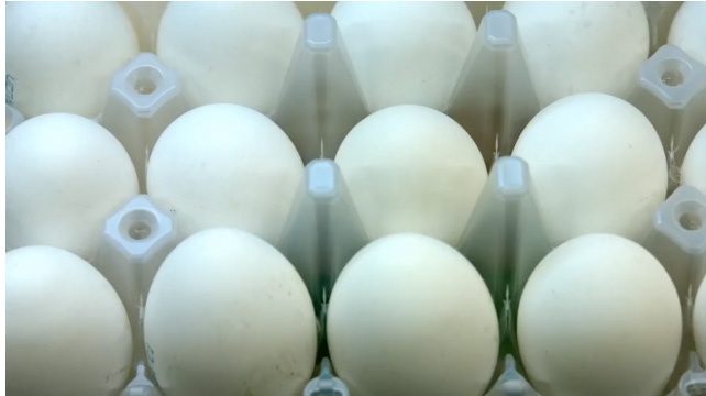 The Incredible, Edible Egg: Nutritional or Deadly for Pets?
